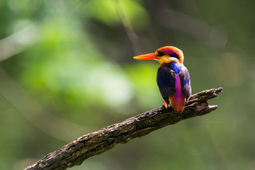 Black-Backed Kingfisher Bird