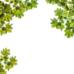 Fototapeta na wymiar maple leaves on a white background, Acer platanoides