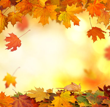  Falling autumn maple leaves natural background