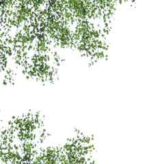 Obraz na płótnie Canvas branches of silver birch on a white background, Betula pendula
