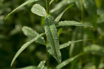 leave and water drops

