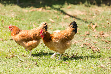 Home ecological farming hens
