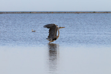 Grey heron close up