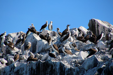 Blaufußtölpel- Kolonie