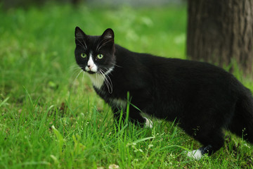 Naklejka na ściany i meble homeless black and white cat walking in the green grass
