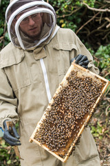 Beekeeper inspecting health of bees