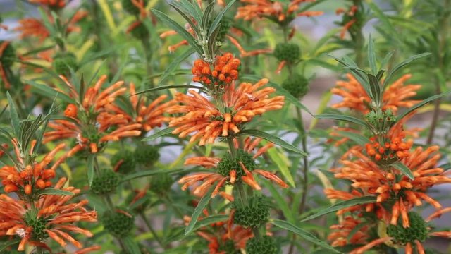 Leonotis leonurus, lion's tail, wild dagga, flowers moved by wind