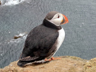 Icelandic puffin in natural habitat on Pacific cliffs