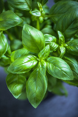 Fresh herb basill in pot