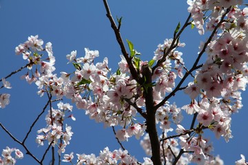 Cherry blossom in Tokyo