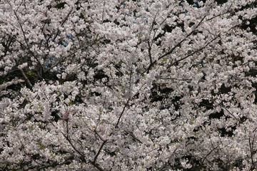 White cherry blossoms