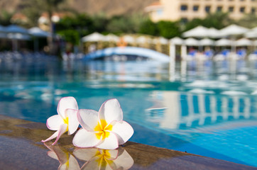 flower on swimming pool