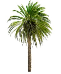 Palm tree with a large crown. Isolated over white.