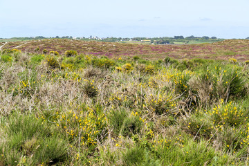 colorful heath vegetation