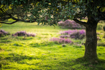 Autumn scene in park or meadow