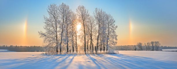  Winter panorama of snowy fields and small grove in middle of it - 120286922