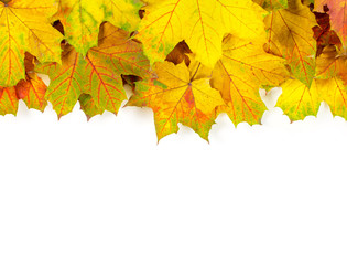 autumn maple leaves isolated on a white