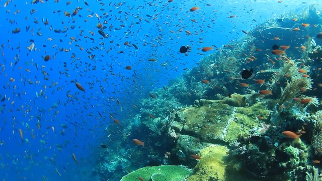 Coral reef and fish underwater in ocean. Indonesia