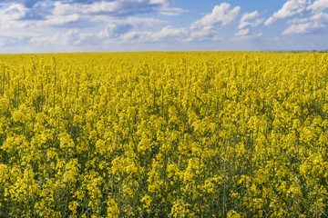 Obraz premium Canola field