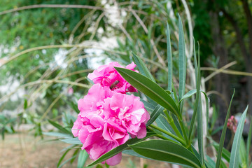 Oleander shrub, pink rose flowers with leaves. (Nerium oleander L.). Flowering pink oleander in the...