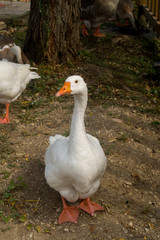 mallard duck in foreground, child of duck. Oca anatra, cucciolo di anatra in primo piano