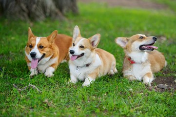 Welsh corgis