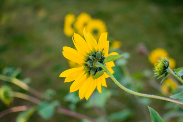 Head of sunflower from backside.