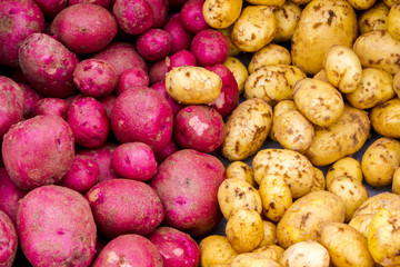 Fresh organic potatoes in a pile for sale at a farmer's market