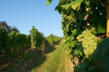 Weg im Weinberg bei Stuttgart