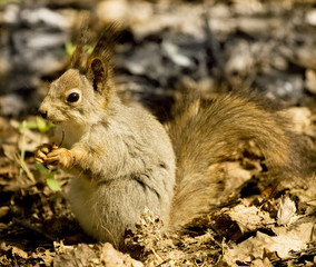 Grey squirrel in forest