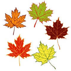 cartoon autumn leaf set
