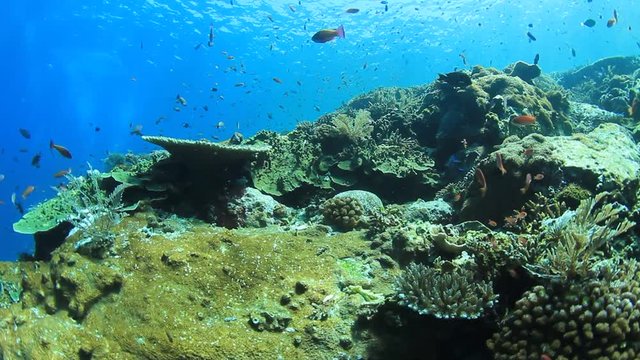 Coral reef and fish underwater in ocean. Indonesia