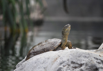 Turtle reptile animal