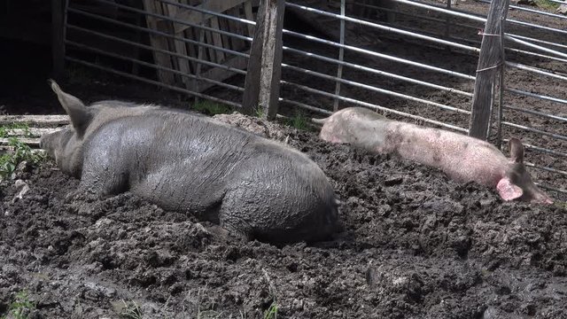 Pigs bathing in mud