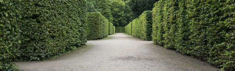 green hedge along the footpath in park