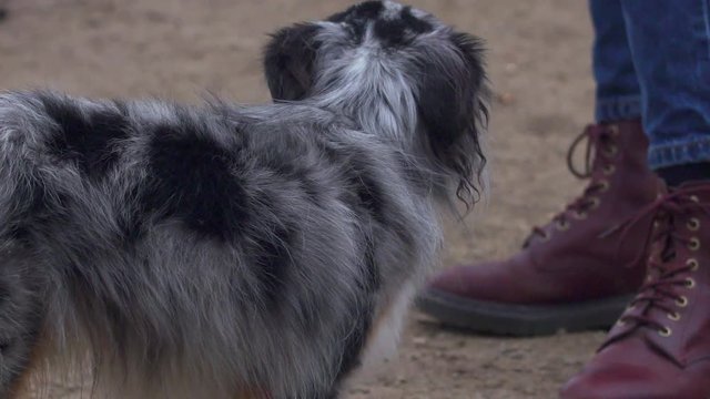 Close shot of toy Australian shepherd outside.