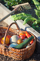 Panier de légumes au jardin
