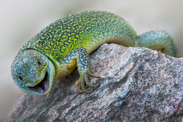 western green lizard (Lacerta bilineata)