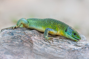 Naklejka premium western green lizard (Lacerta bilineata)