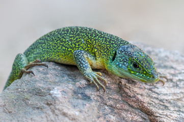 western green lizard (Lacerta bilineata)