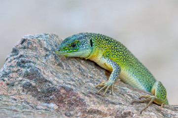western green lizard (Lacerta bilineata)