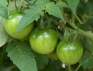Green Tomato Triplets