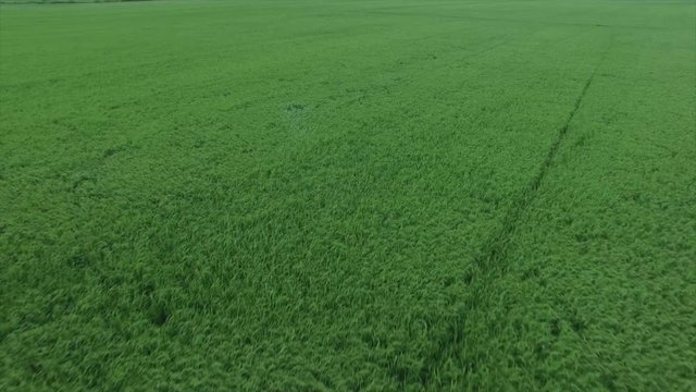 aerial motion of rice field