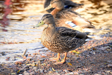 Duck close up.