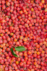 Red apples background