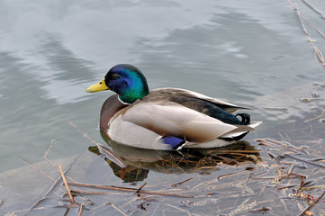Mallard (Anas platyrhynchos) male floating on the water