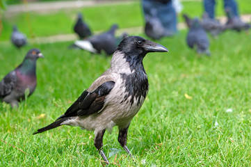 Hooded Сrow (Corvus cornix) standing on green grass