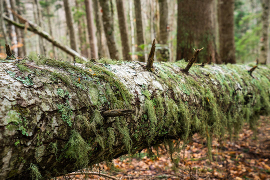 An old fallen tree overgrown with moss