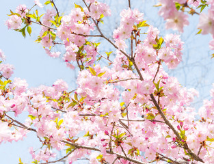 Flowers blown cherry closeup
