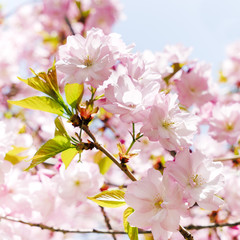 Flowers blown cherry closeup
